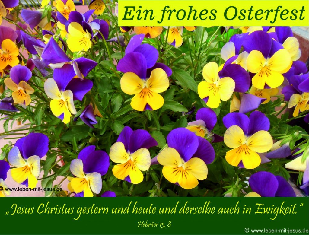 e-cards zu Ostern christliche e-cards e-cards mit Bibelversen gesegnete Ostern Was feiern wir Ostern Stiefmütterchen e-cards mit Blumen