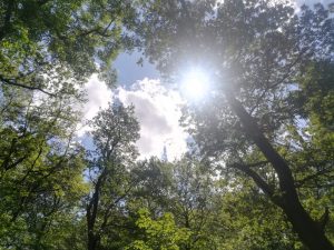 Kirchliche Feiertage - Sonnenstrahlen durch Bäume