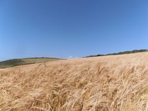 Glauben verstehen Kirchliche Feiertage Erntedank Getreide Getreidefeld Kornfeld Dankbarkeit