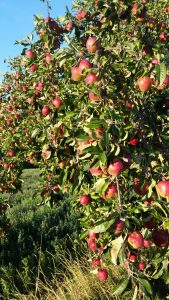 Glauben verstehen Kirchliche feiertage Erntedankfest Apfelbaum Dankbarkeit