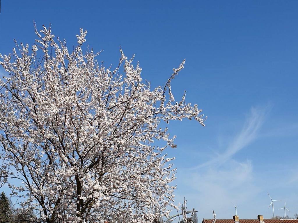 Impuls der Woche Frühling Kirschpflaumenbaum Ermutigung