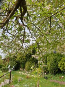 Predigt zum Lesen Johannes 15 Apfelbaum Frühling Jubilate