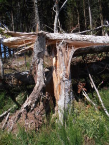 Predigt zum Lesen Matthäus 11, 28-30 Geknickter Baum Lasten Angst Kraftlos