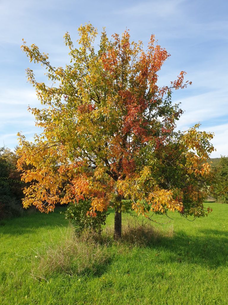 Impuls der Woche Leben bunt Herbstlaub Baum im Herbst Leben Hoffnung