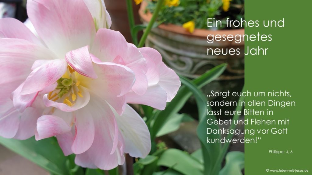 e-cards zum neuen Jahr Neujahrsgruß Neujahrskarte Neujahrswunsch alles Gute für das neue Jahr gesegnetes neues Jahr christliche e-cards ros weiße Tulpe im Garten Blumengruß