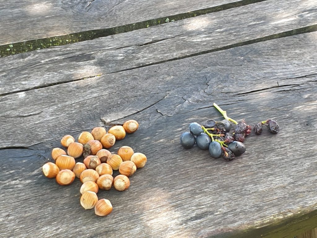 Impuls der Woche Nüsse Weintrauben Südtirol Halsnuss Holztisch