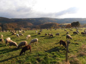 Predigt zu Lukas 2, 8 - 18 Weihnachten Hirten Schafe Heilig Abend Jesus Frieden Friedliche Landschaft