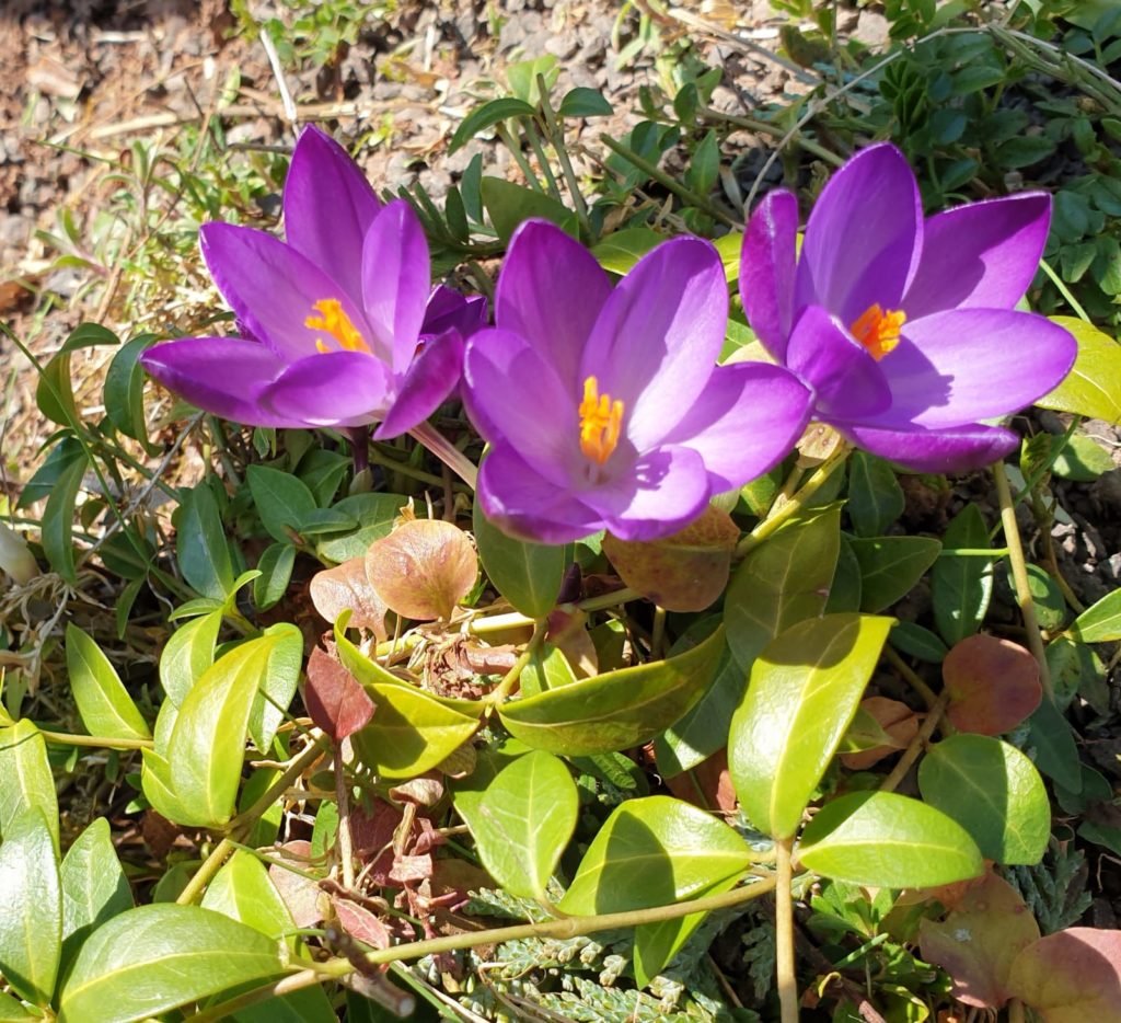 Impuls der Woche Frühling lila Krokusse Frühlingsblüher Zuversicht liebevoll fröhlich glauben durch Jesus