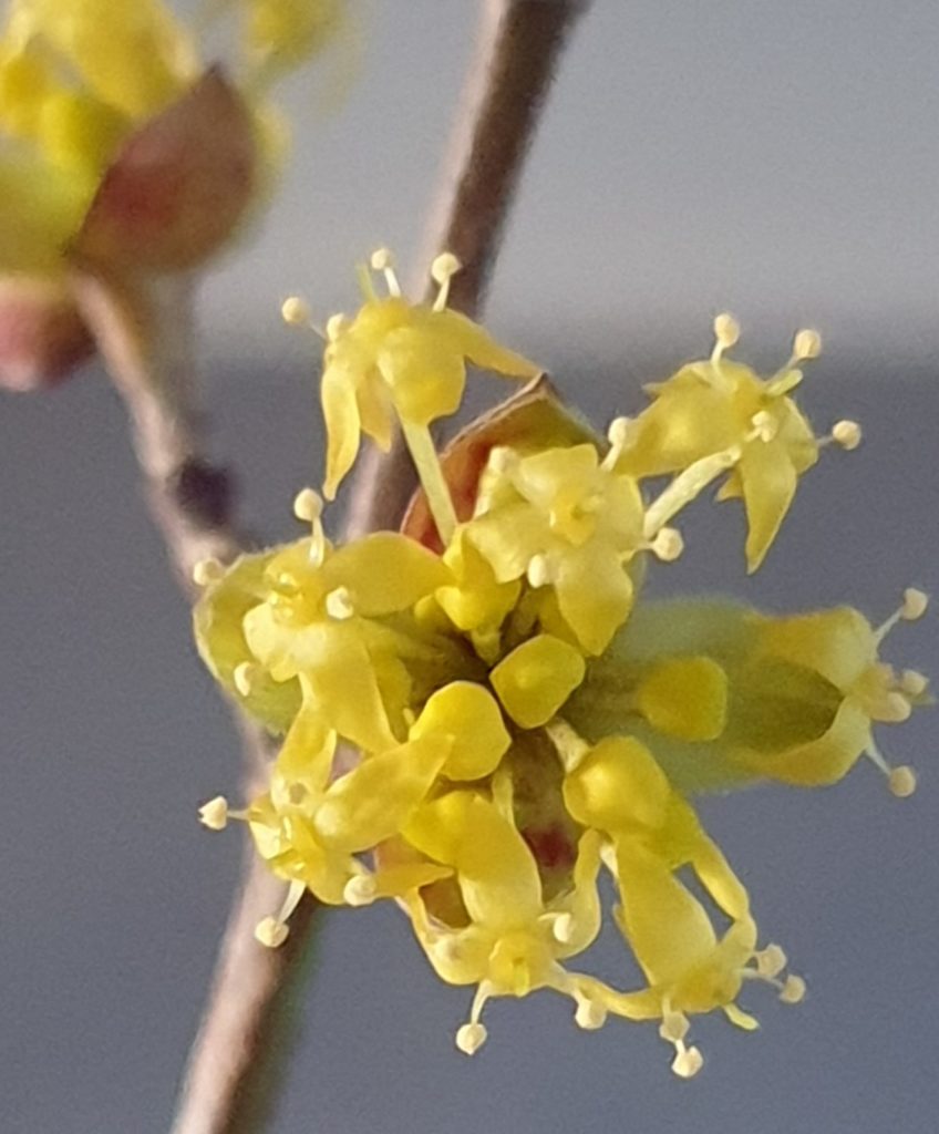 Impuls der Woche Kornelkirsche Frühling Frühlingsblume Hoffnung Zuversicht Ermutigung