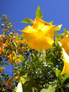 Predigt zu 1. Johannes 5, 1-5 Jubilate die Welt ist schön Trompetenblume in Spanien Südspanien Sommer