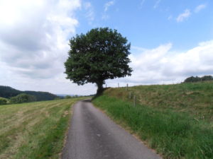 Trost in schweren Zeiten Trauer Traurigkeit Weg finden in schweren Zeiten des Lebens Zuversicht Hoffnung Weg mit Baum 