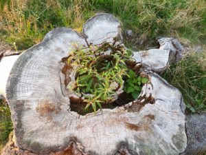 Predigt zu Jesaja 11,1-9 1. Advent und Weihnachten Hoffnung Baumscheibe Baumstumpf aus dem etwas Neues wächst  Südschwarzwald Feldberg Wandern 