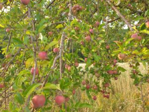 Predigt zu Johannes 15,5 3. Sonntag nach Ostern Jubilate Apfelbaum Früchte am Baum Äpfel Ernte Apfelernte Hoffnung Zuversicht Mut 