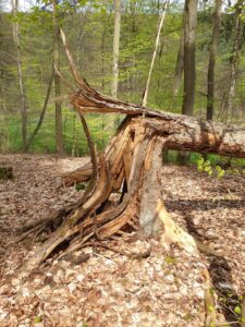 Predigt zu 1. Korinther 3,11 Quasimodogeniti Geknickter Baum Lebenshaus zerbrochen Lebensplan zerbrochen geknickter Baum Leben 