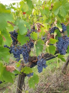 Predigt zu Johannes 15,4-5 11. Sonntag nach Trinitatis Wein Weintrauben Weinrebe blaue Weintraube Wein Frucht bringen im Glauben  