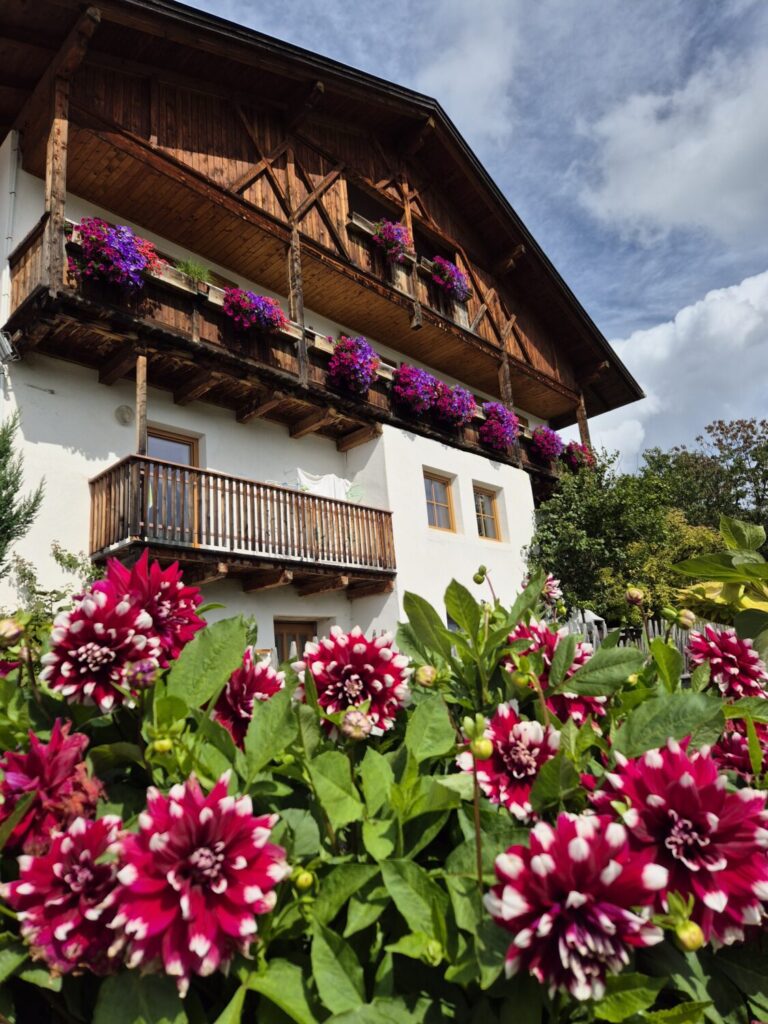 Home Aufblühen Dahlien in Südtirol Villnösstal