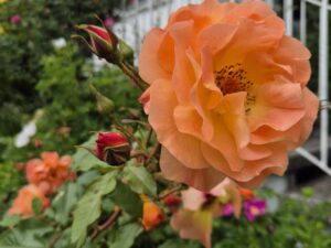 Predigt zu Römer 12,21 17 Sonntag nach Trinitatis Rose Böses Gutes überwinden Rose Orange stark duftend Westerland 