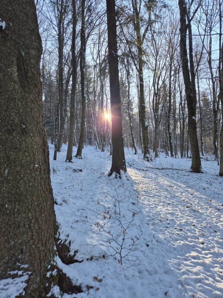 Home Aufblühen Winter Wanderung Schnee Donnersberg Pfalz Nordpfalz Sonnenschein Aufleuchten Sonne helles Licht