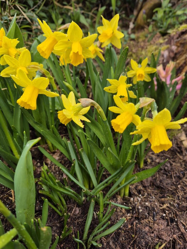 Home Aufblühen Frühling Narzissen Mininarzissen besonders schönes Foto