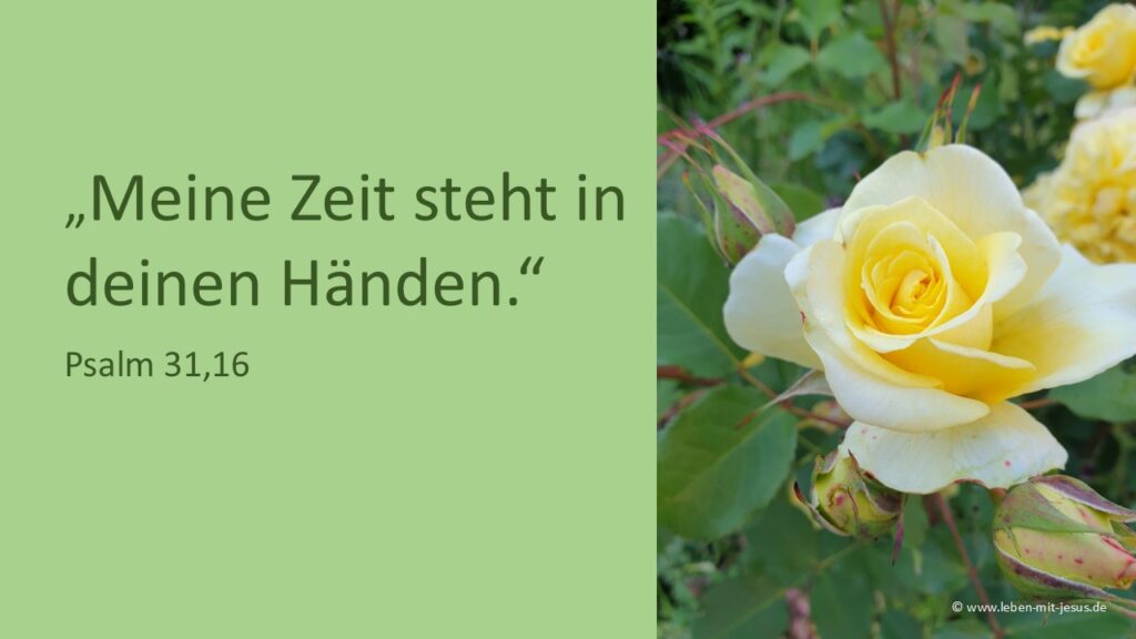 e-cards Trauer,Trost und Zuversicht Beerdigung Beisetzung Trauerkarte Trauervers christliche e-cards besonders schöne e-cards mit Rose Bibelvers Bibeltext Trostvers Beileid Anteilnahme Meine Zeit steht in deinen Händen