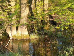 Predigt zu Johannes 15,9 Sonntag Kantate Konfirmation Glaube macht den Unterschied Wildnis Wald Wasser 