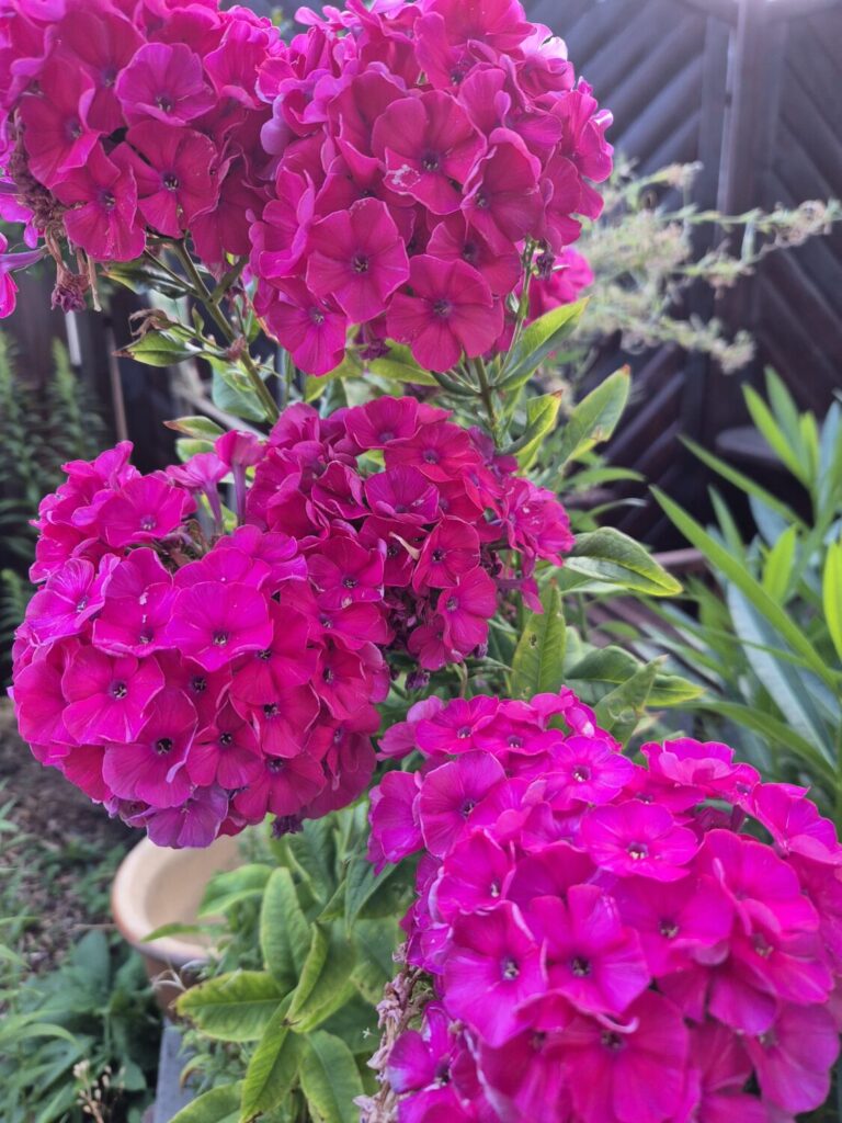 Home Aufblühen im Sommer im Glauben Jesus Christus Sommerphlox wunderbar blühend wunderschön