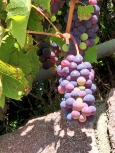 Predigt zu Kolosser 1,15-20 20 Sonntag nach Trinitatis Jesus Christus der Weinstock Reben blaue Traube reiche Frucht wunderschön Weinrebe reif