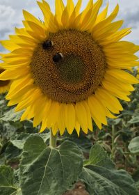 Home Aufblühen mit Jesus Christus Sommerblume Sonnenblume Bienen gelb frohes Bild Fröhliches Foto Blumenfoto