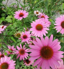 Home Aufblühen Blumen in Bad Heilbrunn Oberbayern Tölzer Land Kräutergarten Blumengarten