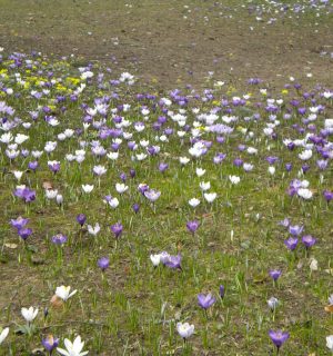 Frühling Aufblühen Home