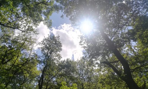 Predigt zu Apostelgeschichte 1, 1 - 11 Römer 15, 4 - 13 Bibelverse Trauer Trost Zuversicht Himmel Ewigkeit Himmelfahrt Exaudi Schöner Wald mit Sonne