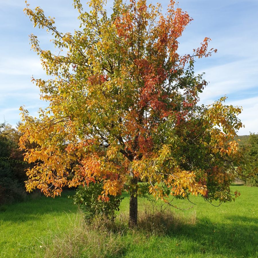 Home Aufblühen im Herbst Herbstlaub Herbstbaum bunt wunderschön Impuls der Woche Leben bunt Herbstlaub Baum im Herbst Leben Hoffnung